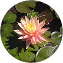Charlene L. profile picture